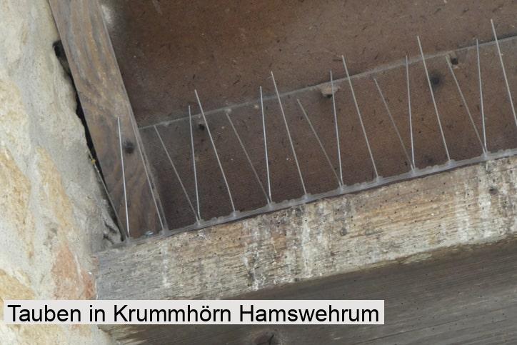 Tauben in Krummhörn Hamswehrum